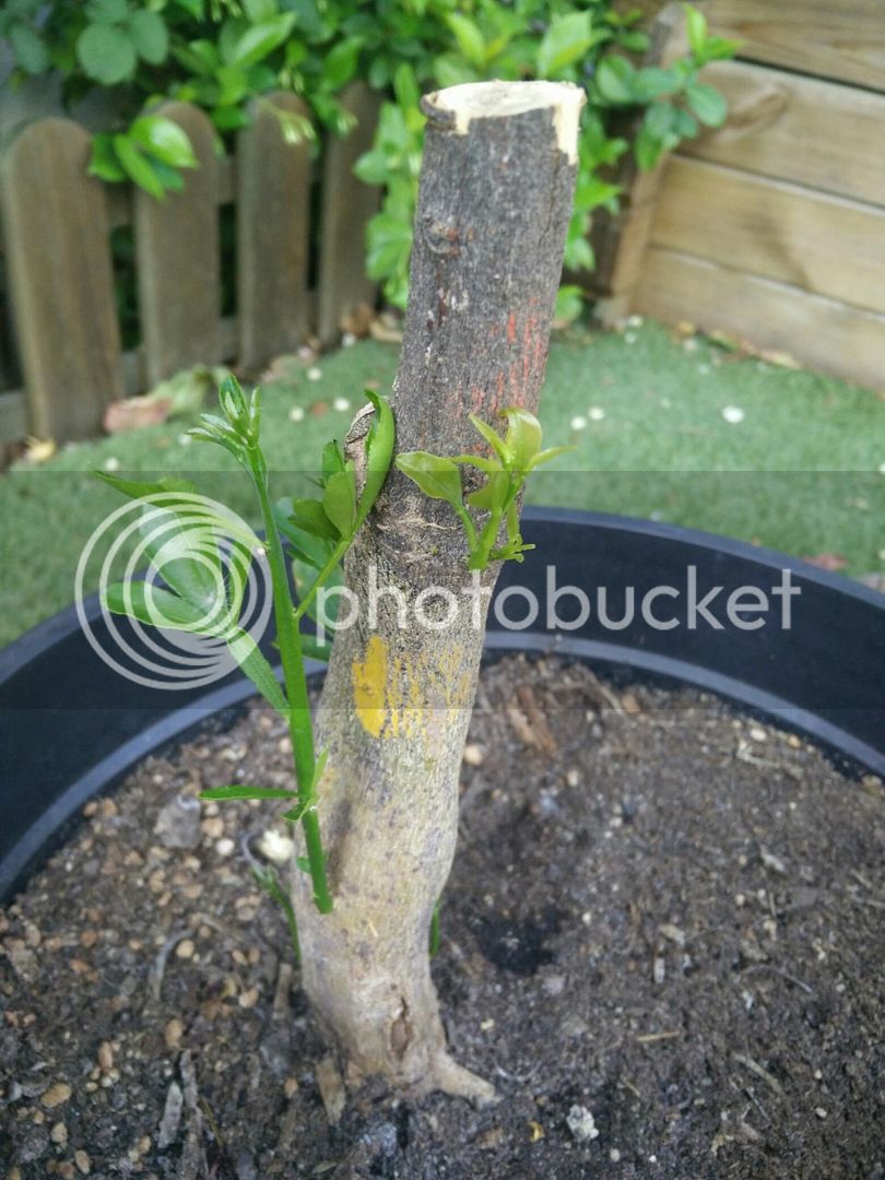thumbnail_IMG_20190519_183605.jpg