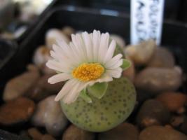 thump_1039077mflorb19.jpg