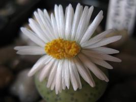 thump_1046655mflorb2.jpg