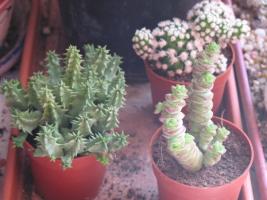 thump_1095515mcactus3.jpg
