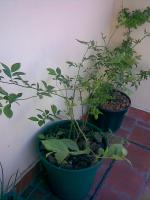 thump_1344791arandano3231008.jpg