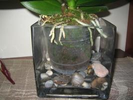 thump_1795471orquidea.jpg