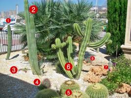 thump_2094634cactus-benidorm.jpg