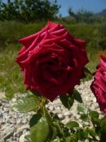 thump_2468674p1020135.jpg