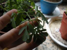 thump_2534975dscn0237.jpg