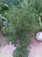 thump_323992920092009001.jpg