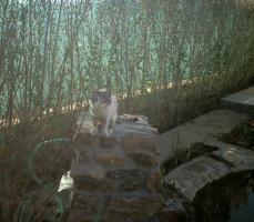 thump_395115crim0011.jpg