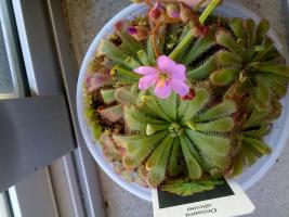 thump_5267299flor-carni0910-7.jpg