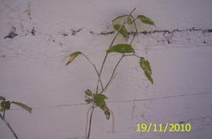 thump_5529445antas-073.jpg