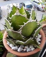 thump_7783406cactus.jpg