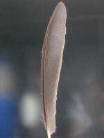 thump_81822882.jpg