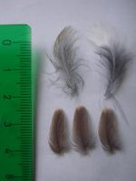 thump_81822893.jpg