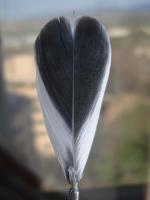 thump_8333723dsc03717.jpg