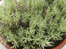 thump_8426948lavanda.jpg