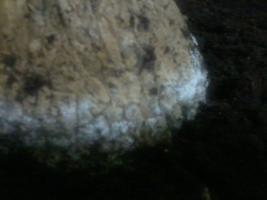 thump_849884320130617-05.jpg