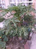 thump_8635711foto0653.jpg