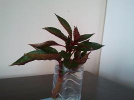 thump_8650413begoniarw.jpg