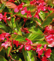 thump_8651546begonia-red-wing.gif