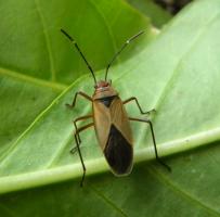thump_8692356dscn2255.jpg