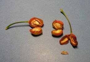 thump_8898934frutos.jpg