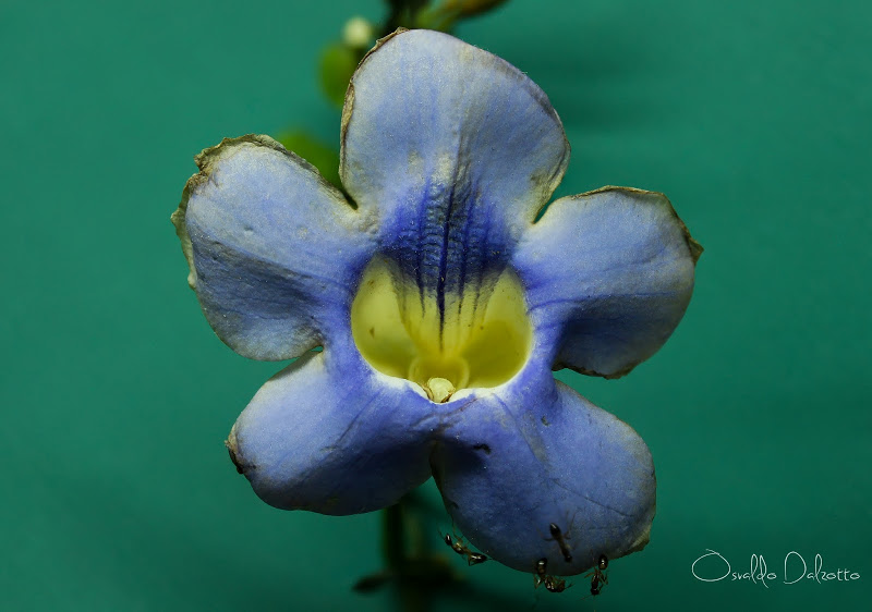 thunbergia%2520grandiflora_L_O.JPG