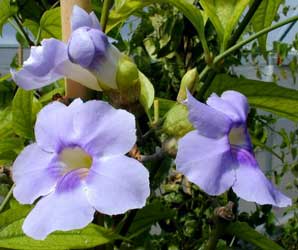 thunbergia-grandiflora-flor.jpg