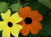 thunbergia-thunbergie-suzanne-aux-yeux-noirs--L-1-175x130.jpe