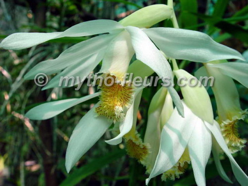 thunia_marshalliana_3.JPG