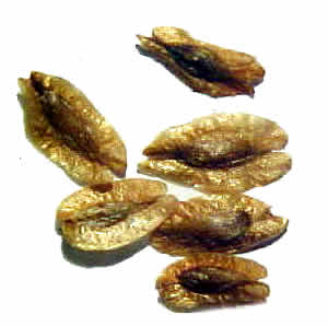 thuya-semences.jpg