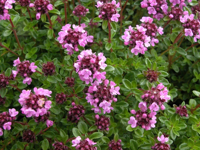 thymus-citriodorus-00006.jpg