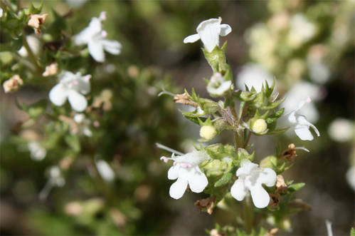 Thymus.JPG