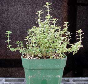 thymus-vulgaris-2.jpg