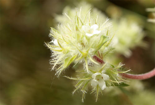 Thymus_mastichina.JPG
