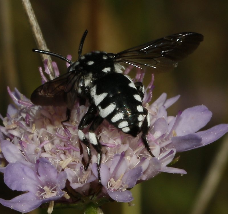 Thyreus%20sp_3270.jpg