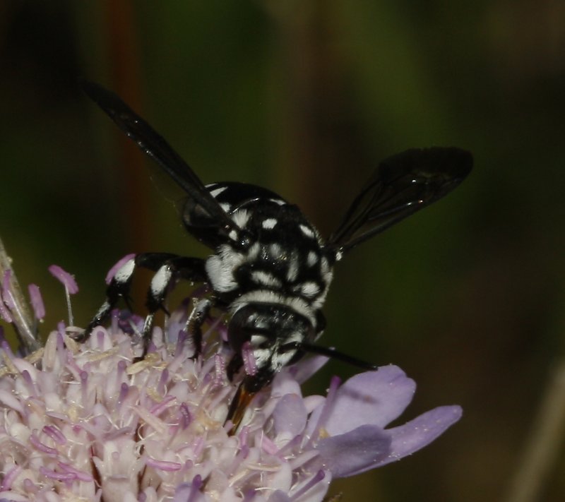 Thyreus%20sp_3273.jpg