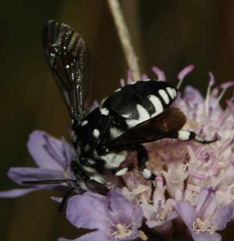 Thyreus%20sp_3274.jpg