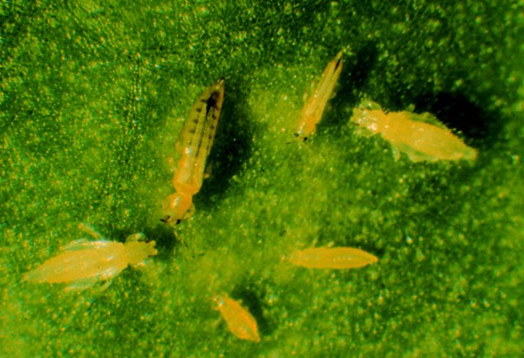 Thysanoptero%20-%20Frankliniella%20occidentalis%20-%20Trips%20de%20la%20flores%2001.jpg