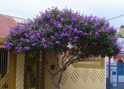 tibouchina-tree.jpg