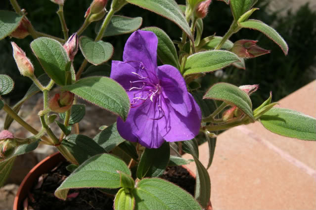 tibouchina-urville.jpg
