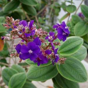 Tibouchina_heteromalla1.JPG