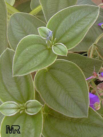 tibouchina_urvilleana028.jpg