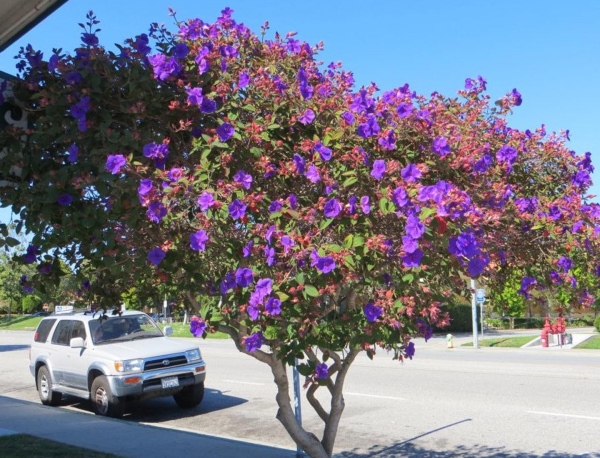 Tibouchina_urvilleana_0.jpg