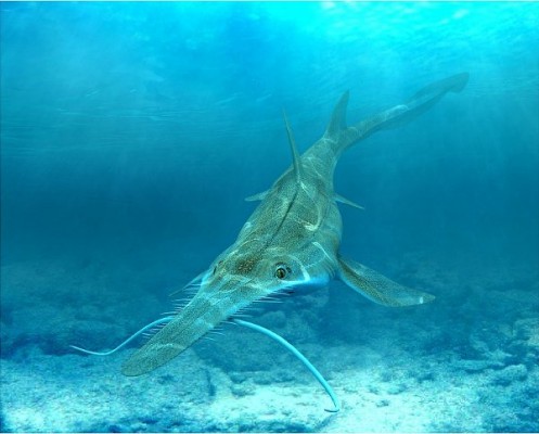 tiburon-sierra2-497x400.jpg