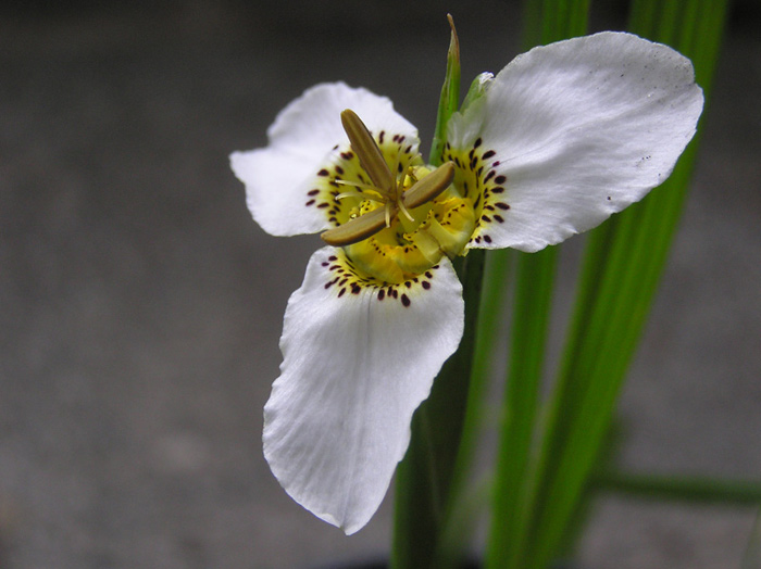 Tigridia-chiapensis-2.jpg