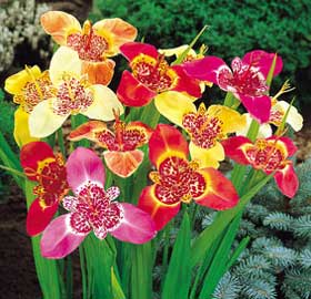 tigridia-pavonia-2.jpg