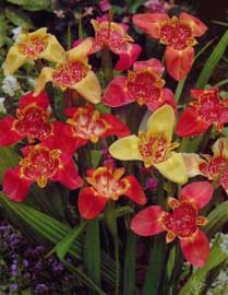 tigridia-pavonia.jpg