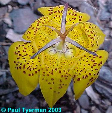 Tigridia_dugesii2.jpg