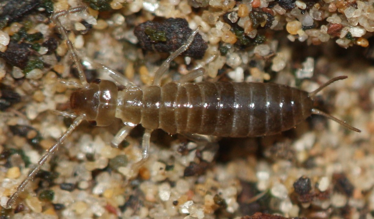tijereta_larva.jpg