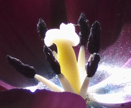 tilipanespoacutelencentro_zps4930661d.jpg