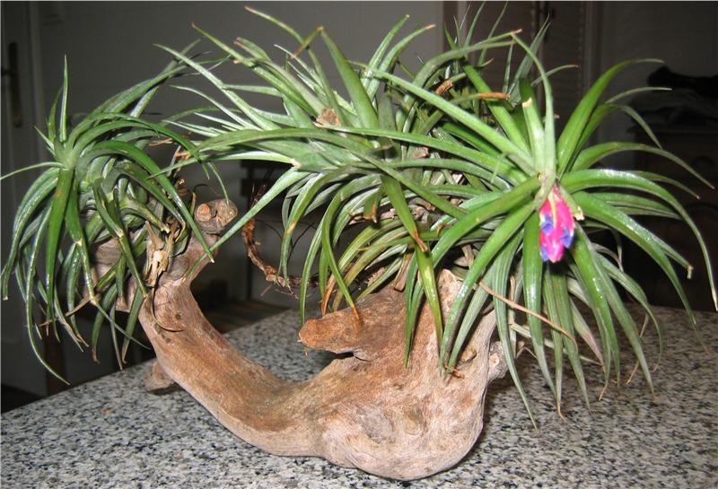 tillandsia%20aeranthos%202.jpg